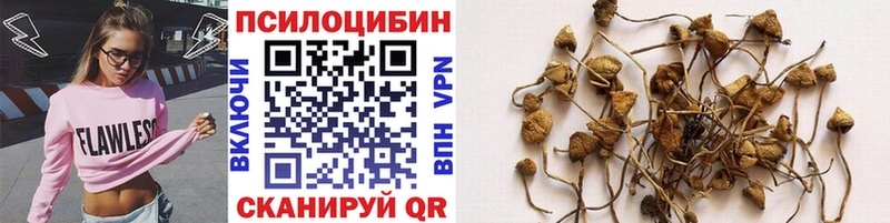 Псилоцибиновые грибы Cubensis  Полесск 